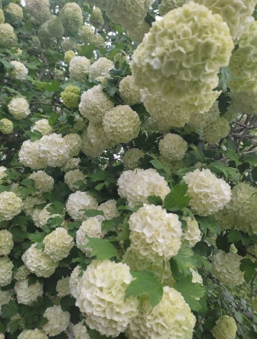 Саджанці калини бульдонеж