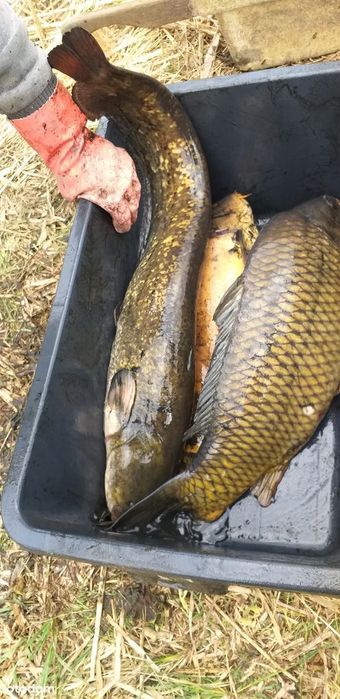 Posiadłość pod Kępnem-2 domy, restauracja, mieszkania, stajnia i stawy