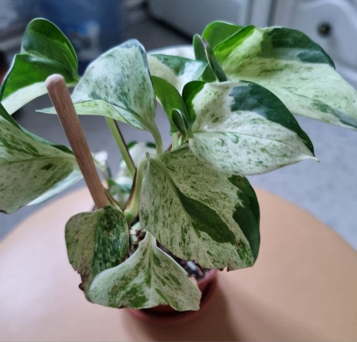 Сциндапсус Піктус требі, Мунлайт, Хеппі Ліф, епіпремнум Лайм, монстера