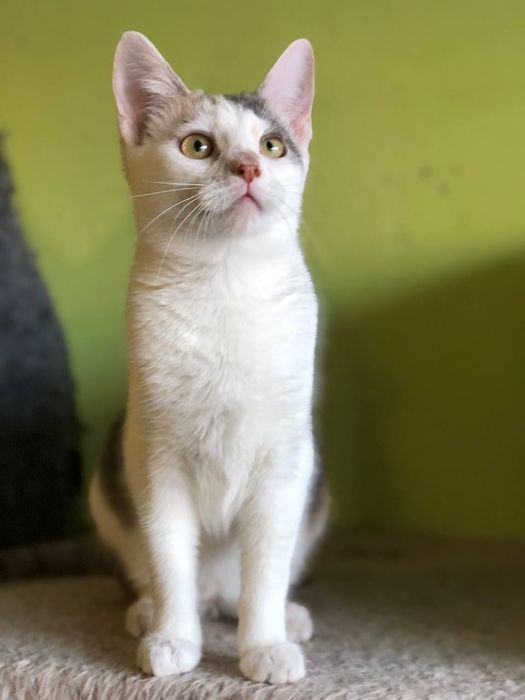 Кошечка 6 месяца бесплатно