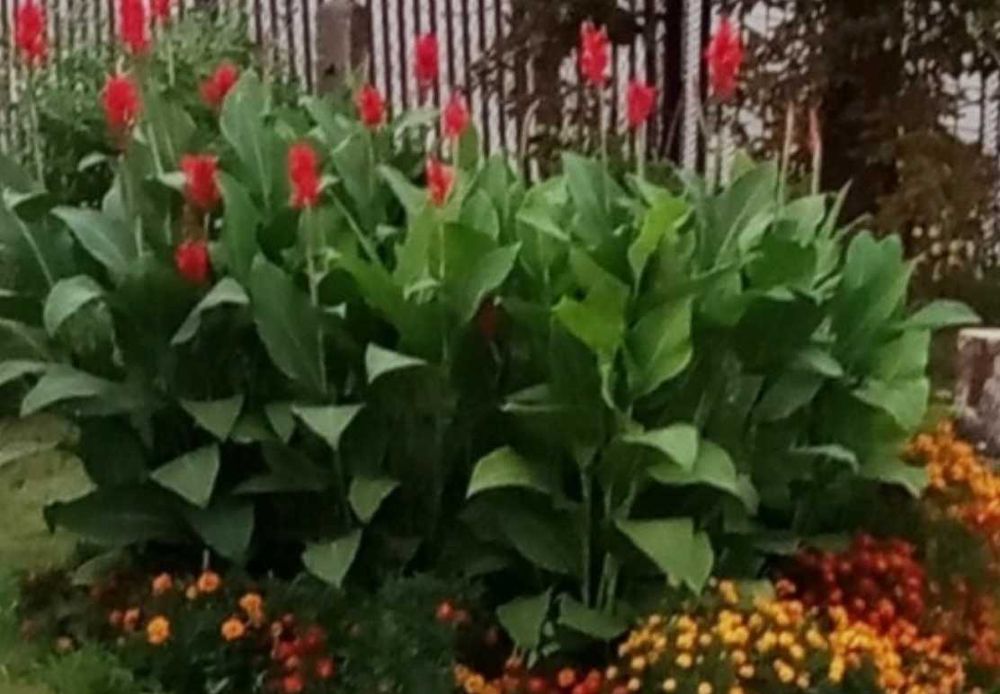 Canna Kanna Paciorecznik 10 szt ( duża )