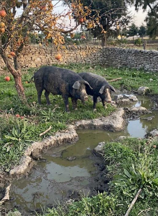 Porco preto - Leitões