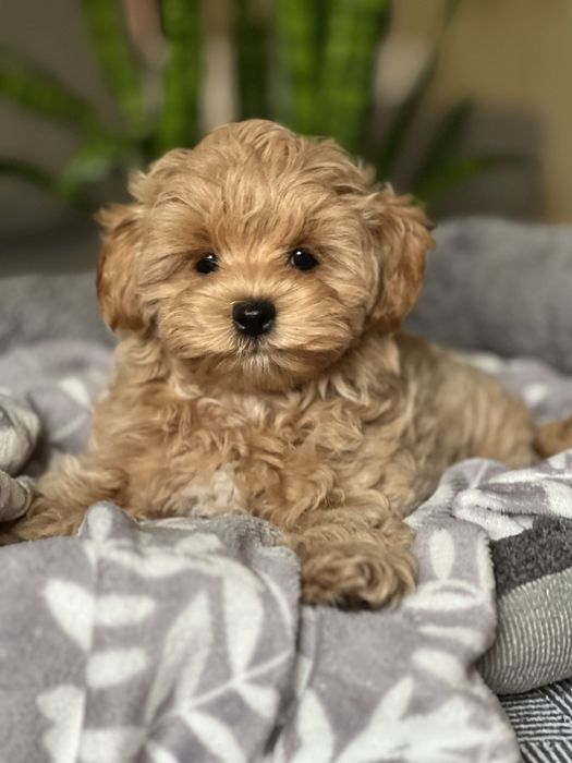 Лучшие подарки это Мальтипу!!!