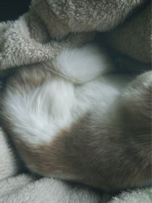 Кошеня 6 місячне