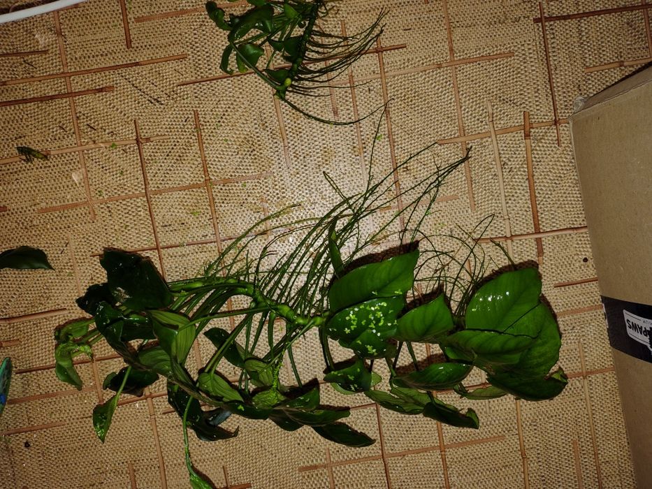 Большой куст анубиаса. Аквариумные ростения. Обмен