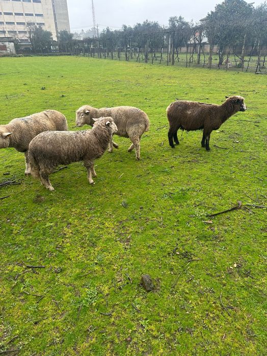 Ovelhas Île-de-France