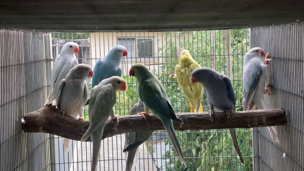 Ring Necks várias mutações