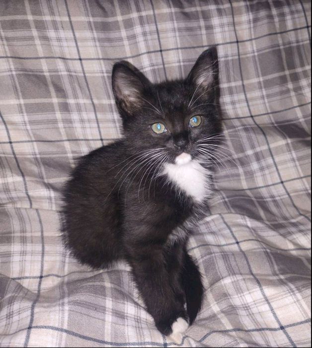 Миле та грайливе кошеня шукає домівку