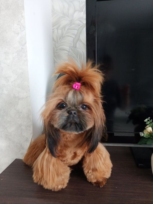 Продається дівчинка Щи-тцу  документи КСУ