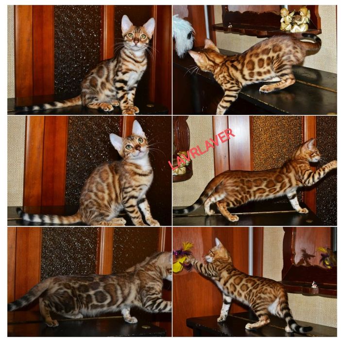 Бенгальські кошенята