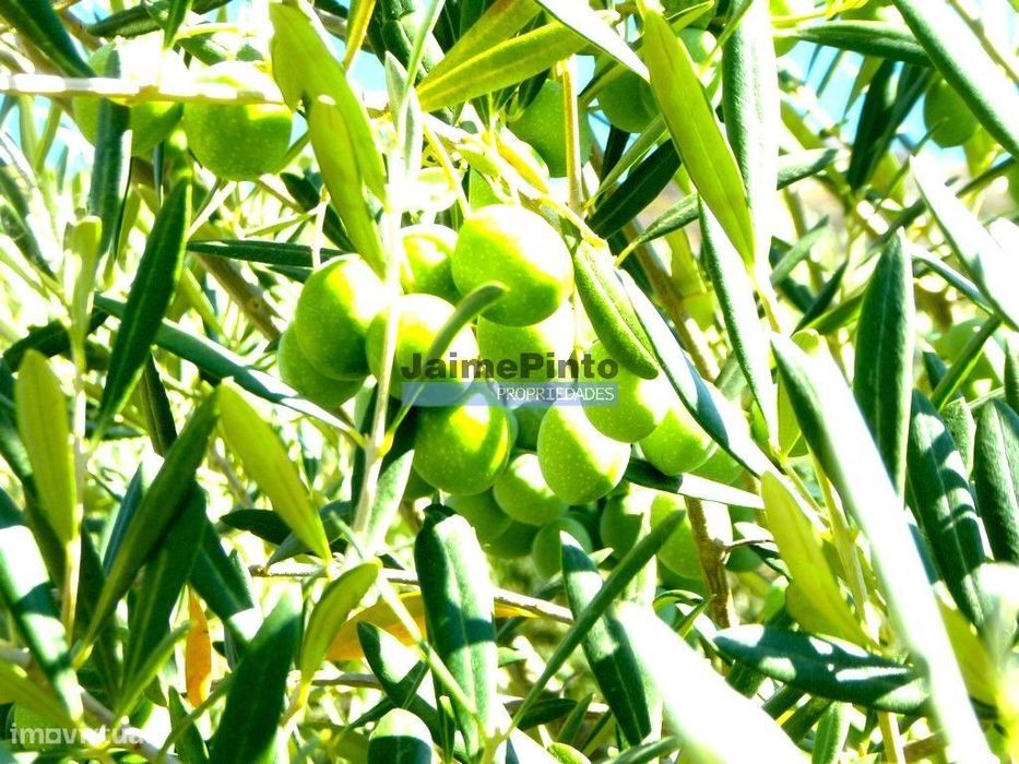 150.000m2 com Olival, em Barca DAlva. Portugal, Douro Superior, Bar...