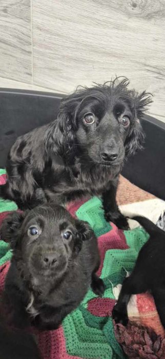 Mała suczka około 3 lata