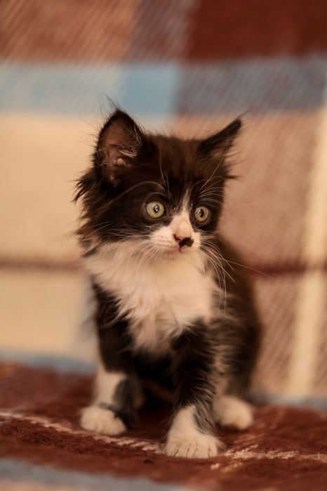 Кошеня в добрі руки