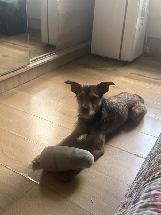 Oddam psiaka w dobre rece