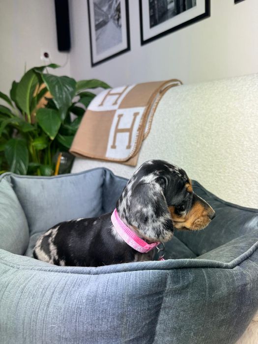 jamnik miniaturowy suczka