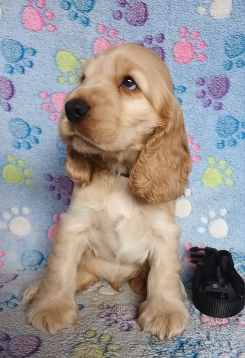 Cocker spaniel angielski złoty chłopczyk