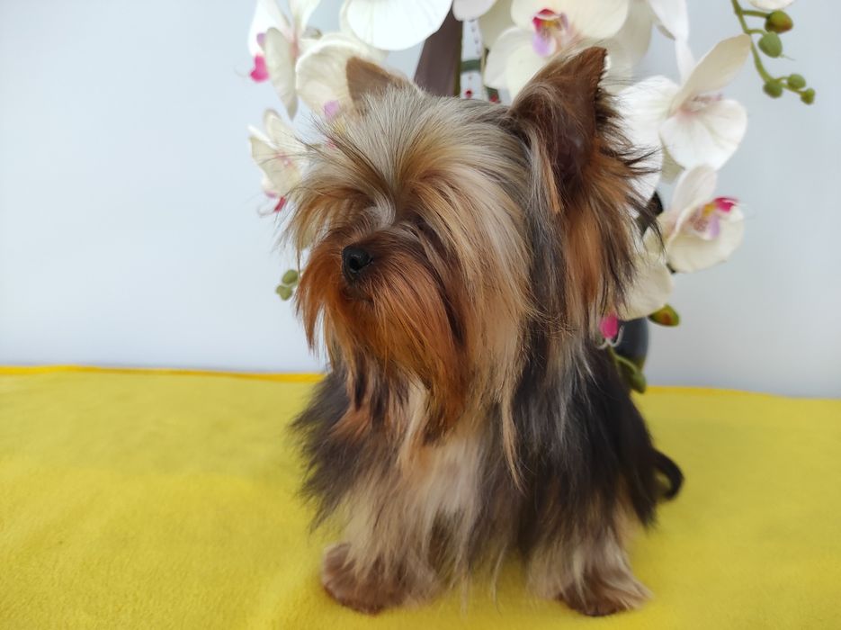 Yorkshire mini,mini   z rodowodem i paszportem