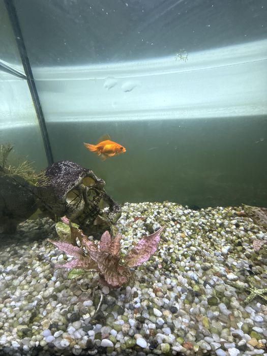Oddam welonkę w dobre ręce
