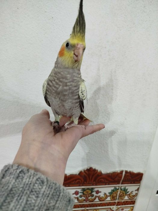 Caturras criadas á mão domesticadas