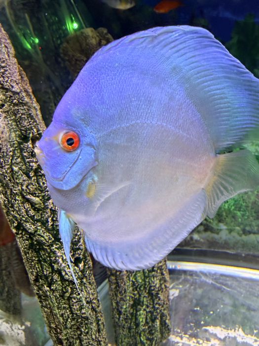 Peixe Discu blue diamond c/olho vermelho