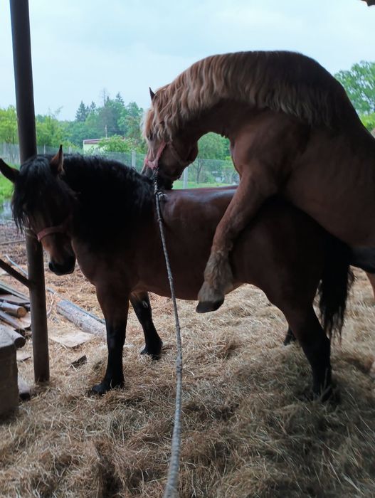 Sprzedam lub zamienię konia ogiera sztumskiego programowego