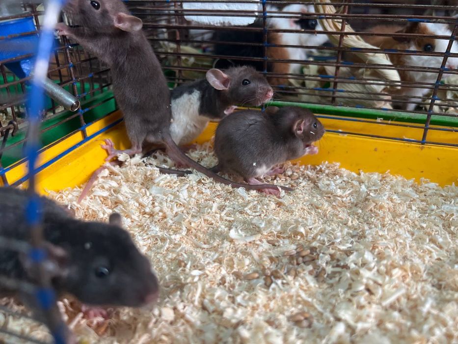 Малыши Дамбики (1 месяц) разные цвета