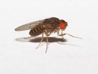 Drosophilas e alimento vivo