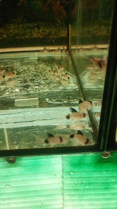 Kirys panda,kirys sterby,kirys Julii nakrapiany