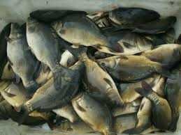 Kroczek karpia Polanka Wielka(powiat oświęcimski)