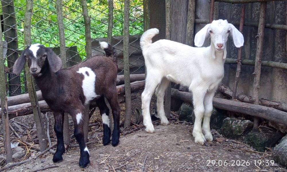 Продам козлят козенят козочкі