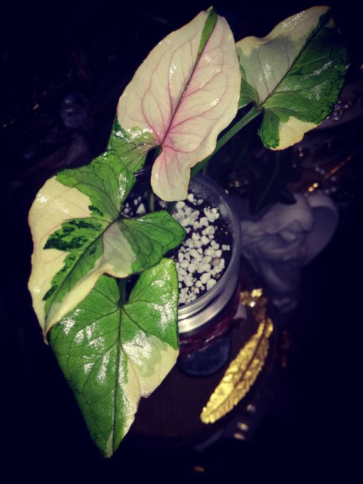 Syngonium WHITE PRINCESS Variegata pink WIELKA RZADKOŚĆ Unikat Monstera Philodendron