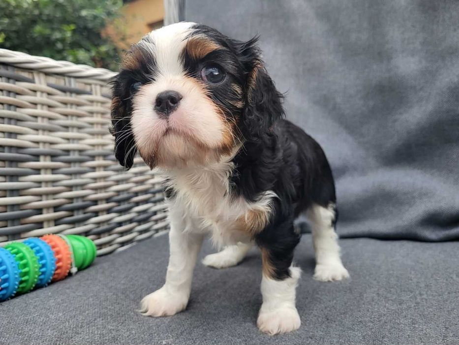 Cavalier King Charles Spaniel FCI