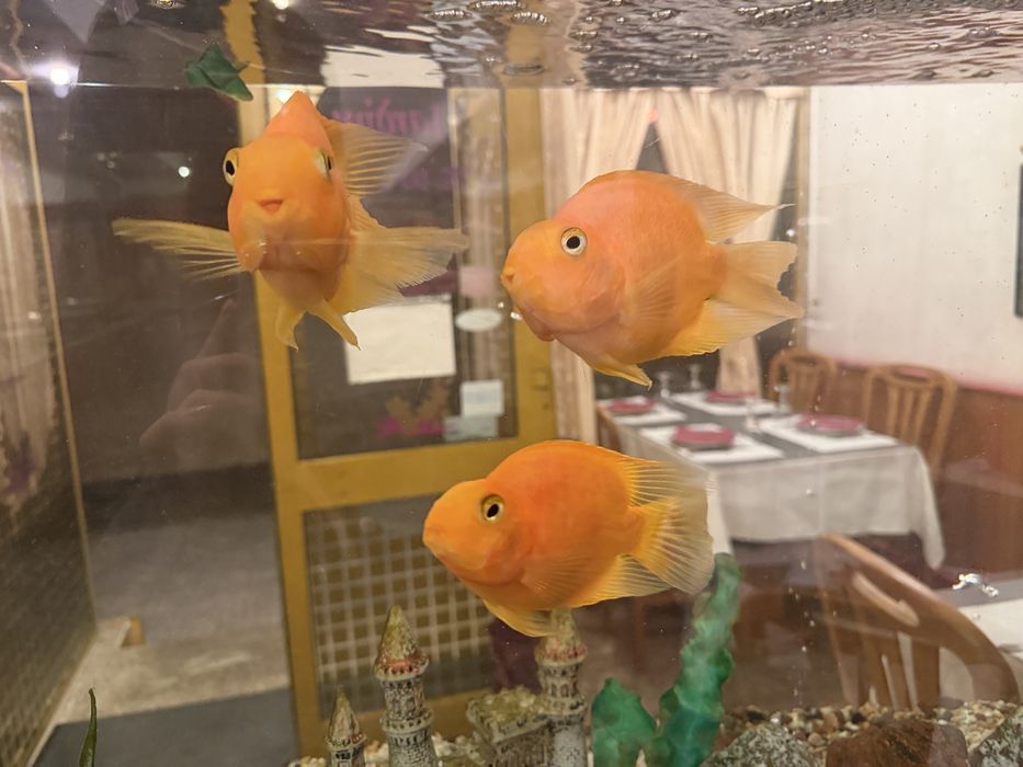 URGENTE Vendo Peixes Papagaio e Peixe Óscar OFERTA AQUÁRIO
