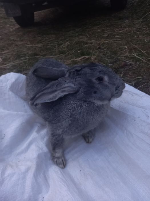 Кролики, чистокровні породи