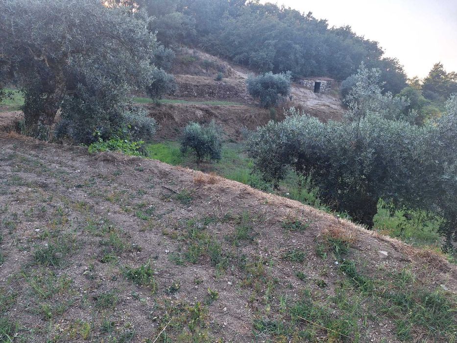 Terreno com oliveiras em Aldeia da Serra