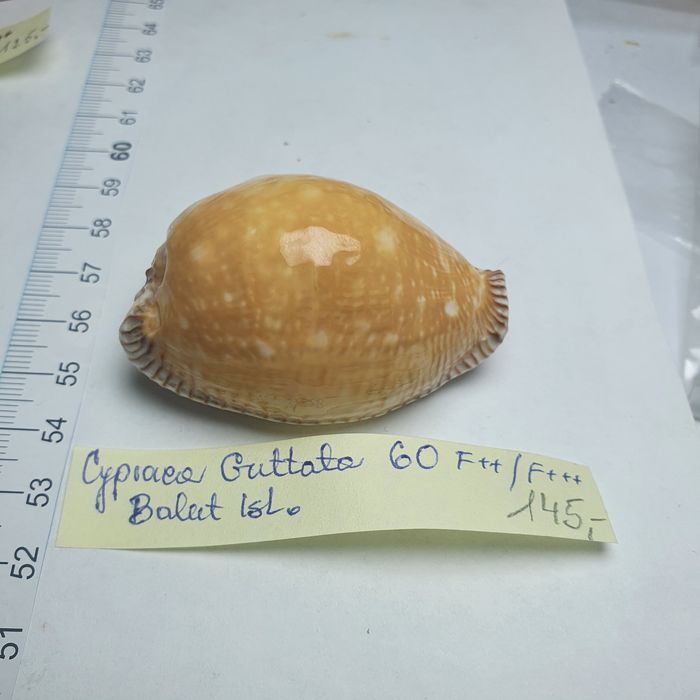Cypraea Guttata.