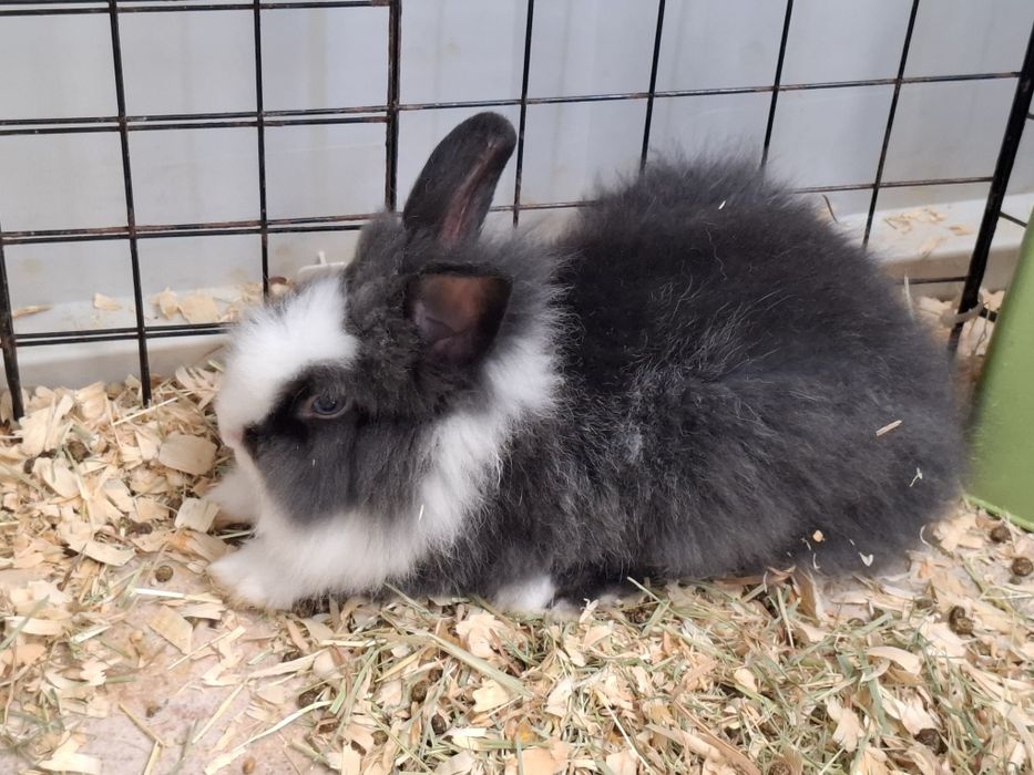 Coelho anão Lionhead