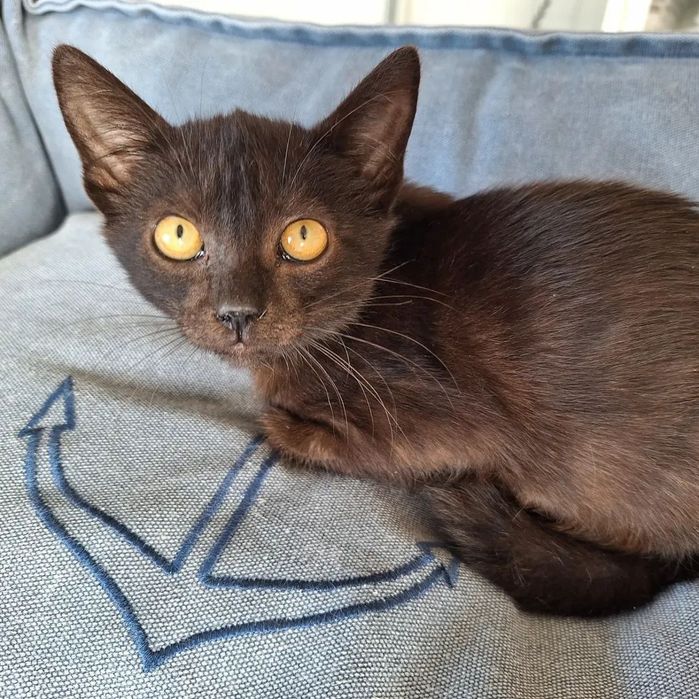 Timmy, para adoção