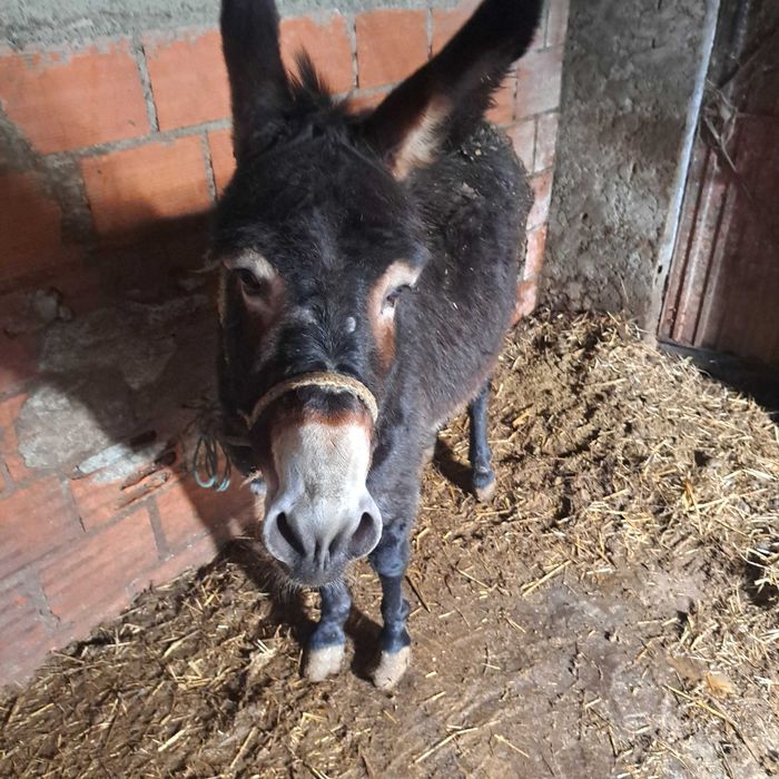 Burro  com 6 anos