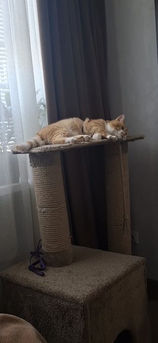 Когтеточка, домик для кошки.