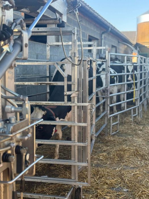 Korekcja racic u bydła