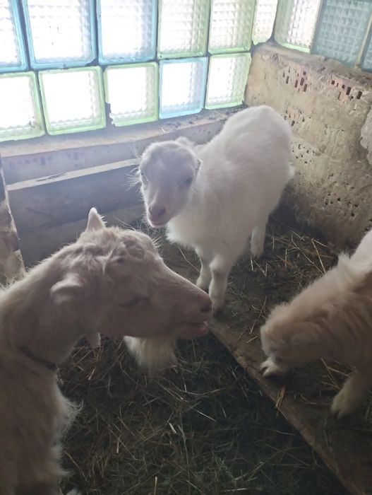 Козенята від Американської ламанчі.