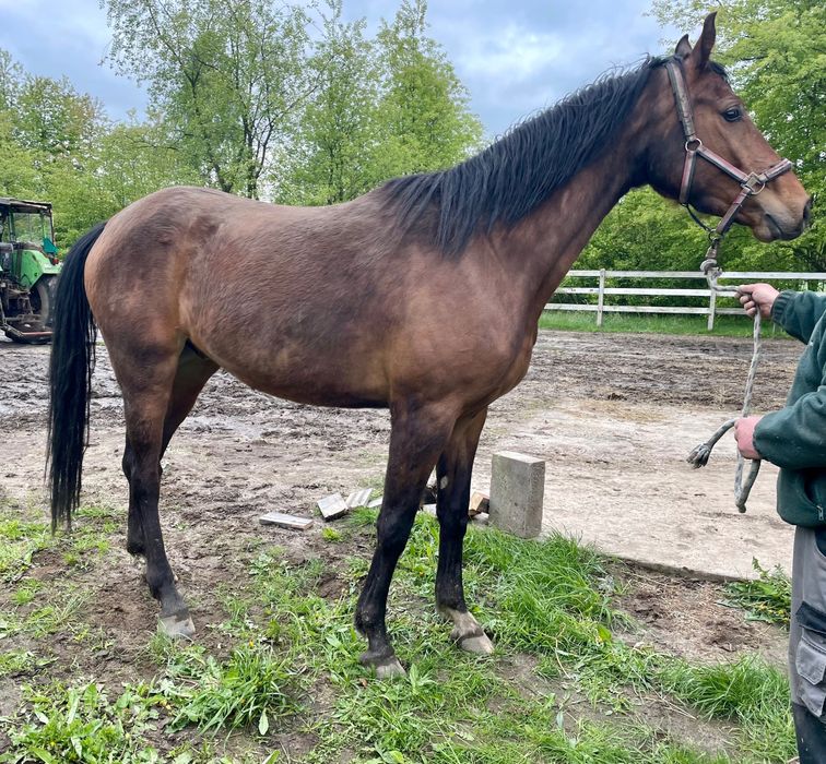 Polski Koń Szlachetniej Półkrwi