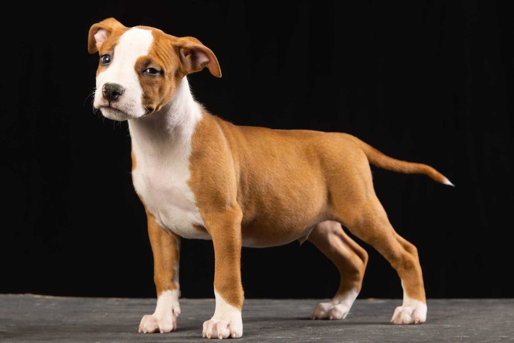 Відкрий своє серце амстафу