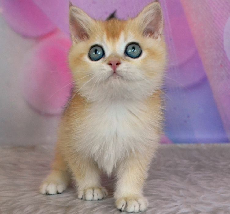 Шикарные Британские золотые шиншиллы