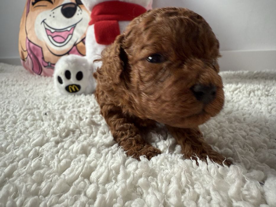 Pudel Toy Red piesek