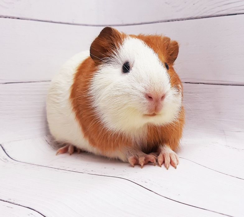 Морские свинки,клетки,корма