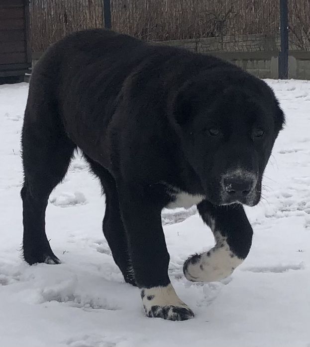 Owczarek środkowoazjatycki suka