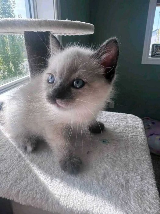 Сіамські кошенята