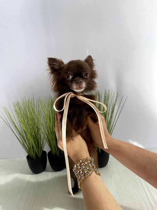 VIP Чіхуахуа дівчинка-гарнюня